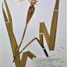 Fotografia de herbário 1 da espécie Iris pseudacorus no Jardim Botânico UTAD