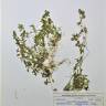 Fotografia de herbário 1 da espécie Callitriche stagnalis no Jardim Botânico UTAD