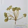 Fotografia de herbário 1 da espécie Ranunculus ficaria no Jardim Botânico UTAD