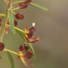 Fotografia 25 da espécie Cleome violacea do Jardim Botânico UTAD