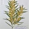 Fotografia de herbário 1 da espécie Acacia floribunda no Jardim Botânico UTAD
