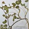 Fotografia de herbário 1 da espécie Trifolium pratense no Jardim Botânico UTAD