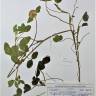 Fotografia de herbário 1 da espécie Trifolium pratense no Jardim Botânico UTAD