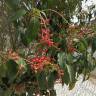 Fotografia 9 da espécie Prunus lusitanica subesp. lusitanica do Jardim Botânico UTAD