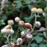 Fotografia 27 da espécie Helichrysum foetidum do Jardim Botânico UTAD