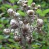 Fotografia 28 da espécie Helichrysum foetidum do Jardim Botânico UTAD