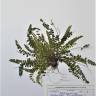 Fotografia de herbário 1 da espécie Asplenium trichomanes no Jardim Botânico UTAD