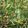 Fotografia 20 da espécie Bidens frondosa do Jardim Botânico UTAD