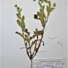 Fotografia de herbário 1 da espécie Calendula arvensis no Jardim Botânico UTAD