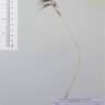 Fotografia de herbário 1 da espécie Bromus tectorum no Jardim Botânico UTAD
