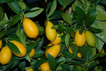 Fotografia da espécie Citrus japonica