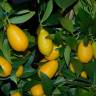Fotografia 2 da espécie Citrus japonica do Jardim Botânico UTAD