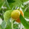 Fotografia 4 da espécie Citrus japonica do Jardim Botânico UTAD