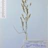 Fotografia de herbário 1 da espécie Agrostis castellana no Jardim Botânico UTAD