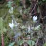 Fotografia 15 da espécie Saxifraga granulata do Jardim Botânico UTAD