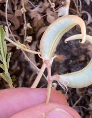Astragalus cymbaecarpos
