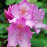 Fotografia 11 da espécie Rhododendron catawbiense do Jardim Botânico UTAD