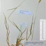 Fotografia de herbário 1 da espécie Holcus mollis no Jardim Botânico UTAD