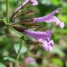 Fotografia 7 da espécie Clinopodium menthifolium subesp. menthifolium do Jardim Botânico UTAD