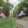 Fotografia 9 da espécie Clinopodium menthifolium subesp. menthifolium do Jardim Botânico UTAD