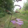 Fotografia 11 da espécie Clinopodium menthifolium subesp. menthifolium do Jardim Botânico UTAD