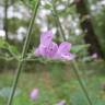 Fotografia 12 da espécie Clinopodium menthifolium subesp. menthifolium do Jardim Botânico UTAD