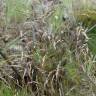 Fotografia 16 da espécie Deschampsia flexuosa do Jardim Botânico UTAD