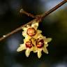 Fotografia 1 da espécie Chimonanthus praecox do Jardim Botânico UTAD