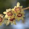 Fotografia 3 da espécie Chimonanthus praecox do Jardim Botânico UTAD
