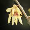 Fotografia 6 da espécie Chimonanthus praecox do Jardim Botânico UTAD