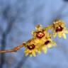Fotografia 7 da espécie Chimonanthus praecox do Jardim Botânico UTAD
