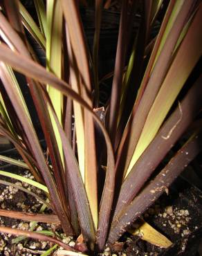 Fotografia 8 da espécie Phormium tenax no Jardim Botânico UTAD