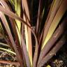 Fotografia 8 da espécie Phormium tenax do Jardim Botânico UTAD