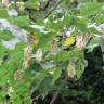 Fotografia 3 da espécie Ostrya carpinifolia do Jardim Botânico UTAD