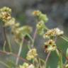 Fotografia 3 da espécie Valerianella coronata do Jardim Botânico UTAD