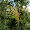 Fotografia 9 da espécie Miscanthus sinensis do Jardim Botânico UTAD