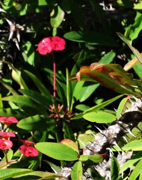 Fotografia 7 da espécie Euphorbia milii no Jardim Botânico UTAD