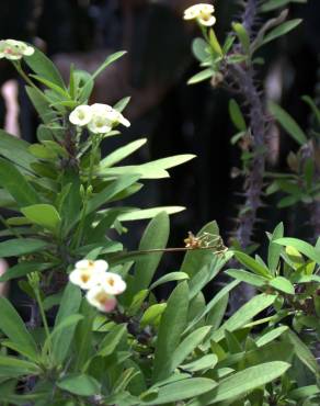 Fotografia 8 da espécie Euphorbia milii no Jardim Botânico UTAD