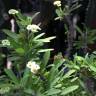 Fotografia 8 da espécie Euphorbia milii do Jardim Botânico UTAD