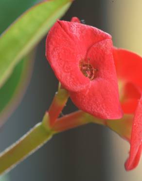 Fotografia 12 da espécie Euphorbia milii no Jardim Botânico UTAD