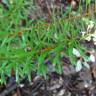 Fotografia 25 da espécie Daphne gnidium do Jardim Botânico UTAD