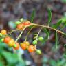 Fotografia 30 da espécie Daphne gnidium do Jardim Botânico UTAD