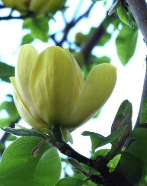 Fotografia 2 da espécie Magnolia × brooklynensis no Jardim Botânico UTAD