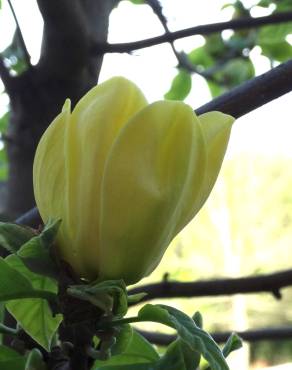 Fotografia 3 da espécie Magnolia × brooklynensis no Jardim Botânico UTAD