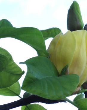 Fotografia 4 da espécie Magnolia × brooklynensis no Jardim Botânico UTAD