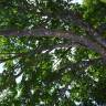 Fotografia 2 da espécie Acer pseudoplatanus do Jardim Botânico UTAD