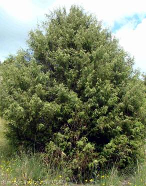 Fotografia 2 da espécie Juniperus oxycedrus subesp. oxycedrus no Jardim Botânico UTAD