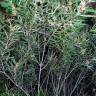 Fotografia 2 da espécie Acacia longifolia do Jardim Botânico UTAD