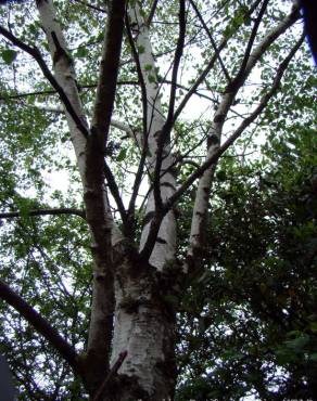 Fotografia 3 da espécie Betula pubescens var. glabrata no Jardim Botânico UTAD