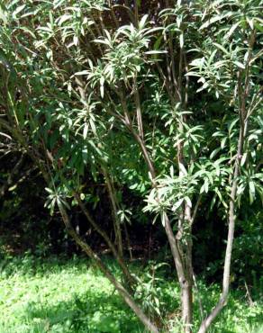 Fotografia 3 da espécie Nerium oleander no Jardim Botânico UTAD